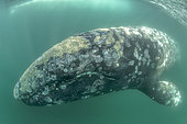 Grey whale (Eschrichtius robustus) underwater, Magdalena Bay, Baja California, Mexico.
