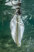 Brown pelican (Pelecanus occidentalis) feeding underwater, Eastern Pacific Ocean, Bahia Magdalena, Baja California, Mexico