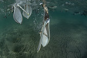 Brown pelican (Pelecanus occidentalis) feeding underwater, Eastern Pacific Ocean, Bahia Magdalena, Baja California, Mexico