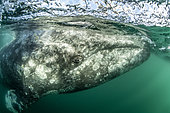 Grey whale (Eschrichtius robustus) underwater, Magdalena Bay, Baja California, Mexico.