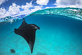 Reef manta ray (Mobula alfredi) in Mayotte lagoon.
