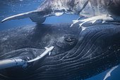 Humpback whale (Megaptera novaeangliae) and its calf in the waters of Mayotte lagoon.