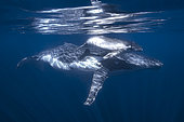Humpback whale (Megaptera novaeangliae) and its calf in the waters of Mayotte lagoon.