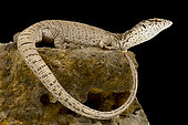 Pygmy mulga monitor (Varanus gilleni)