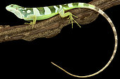 Fiji Banded Iguana (Brachylophus fasciatus)