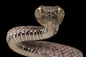 Mangrove pitviper (Trimeresurus purpureomaculatus)