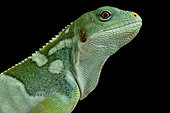 Fiji Banded Iguana (Brachylophus fasciatus)
