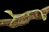 Yellow tree monitor (Varanus reisingeri)
