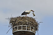 White Stork (Ciconia ciconia), adult ejecting a young dead chick from the nest, Nest built on a platform at Autrechène, Territory of Belfort, France