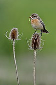 Siberian Stonechat (Saxicola torquata) female on a thistle, hunting to feed its chicks, Doubs, France
