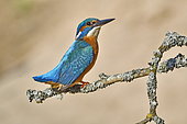 Common Kingfisher (Alcedo atthis) on the lookout on a branch, Espace naturel de l'Allan, Doubs, France