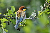 European Bee-eater (Merops apiaster), nesting in the lower valley of the river Bourbeuse, Territory of Belfort, France