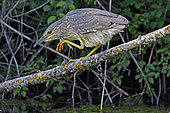 Black-crowned Night-Heron (Nycticorax nycticorax), immature, hunting on the banks of the Rhone-Rhine canal at Allenjoie, Doubs, France
