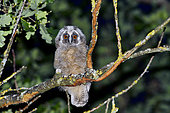 Long-eared Owl (Asio otus) chick having left the nest on a branch, France