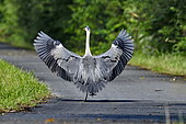Grey heron (Ardea cinerea) wings spread on the green flow of the Haute Saône canal in Brognard, Doubs, France