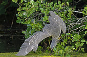 Black-crowned Night-Heron (Nycticorax nycticorax), immature, hunting on the banks of the Rhone-Rhine canal at Allenjoie, Doubs, France