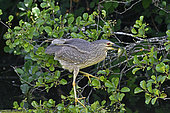 Black-crowned Night-Heron (Nycticorax nycticorax), immature, hunting on the banks of the Rhone-Rhine canal at Allenjoie, Doubs, France