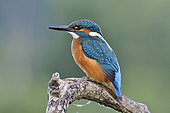 Common Kingfisher (Alcedo atthis) on the lookout on a branch, Espace naturel de l'Allan, Doubs, France