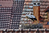 White Stork (Ciconia ciconia), nesting in the village of Bourogne, Territory of Belfort, France