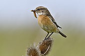 Siberian Stonechat (Saxicola torquata) female on a thistle, hunting to feed its chicks, Doubs, France