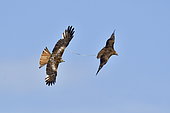 Red Kite (Milvus milvus) pursuing a Black Kite (Milvus migrans) to take its prey, France