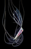 Mediterranean dealfish (Trachipterus trachypterus) juvenile, Tahiti, French Polynesia. Award-winning image.