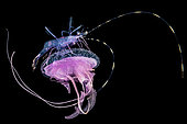 Pelagic shrimp on a Mauve stinger jellyfish (Pelagia noctiluca) photographed at night above the abyssal bottom. Tahiti French Polynesia