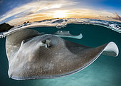 Pink whipray (Pateobatis fai) on the surface at sunset in a lagoon, French Polynesia