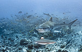 Tiger shark (Galeocerdo cuvier) and Blacktip reef shark (Carcharhinus melanopterus) above the bottom, Tahiti, French Polynesia