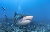 Tiger shark (Galeocerdo cuvier) above the bottom, Tahiti, French Polynesia