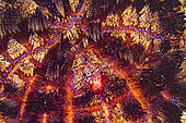 Fire Urchin (Asthenosoma varium) with a pair of Coleman's shrimp (Periclimenes colemani), Komodo National Park, Indonesia