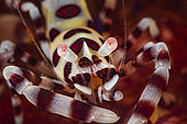 Portrait of Coleman's shrimp (Periclimenes colemani), Komodo National Park, Indonesia