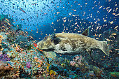 Starry toadfish (Arothron stellatus) and Anthias (Pseudanthias sp) over a colored reef, Komodo, Indonesia