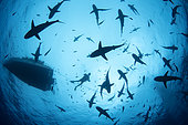 Grey reef shark (Carcharhinus amblyrhynchos) in school and scuba diver, Tahiti French Polynesia