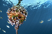 Colonie d'Anatifes (Lepas hilii) fixées sur un dispositif de concentration de poisson au large de Tahiti, Tahiti, Polynésie Fançaise