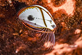 Anatife à ceinture orange (Lepas hillii), Tahiti, Polynésie française