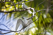 Common white-tern (Gygis alba) on a branch, Fakarava, Tuamotu, French Polynesia
