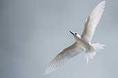 Common white-tern (Gygis alba) in flight, Fakarava, Tuamotu, French Polynesia