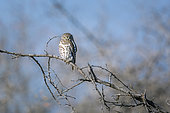 African barred owlet (Glaucidium capense) in day time isolated in natural background in Kruger National park, South Africa