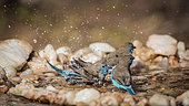 Three Blue-breasted Cordonbleu (Uraeginthus angolensis) bathing in waterpond in Kruger National park, South Africa