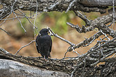 Gabar Goshawk (Micronisus gabar) in Kruger National park, South Africa