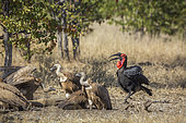 Southern Ground Hornbills and white-backed vultures in Kruger National park, South Africa ; Specie Bucorvus leadbeateri family of Bucerotidae