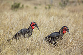 Two Southern Ground Hornbill (Bucorvus leadbeateri) walking in savannah in Kruger National park, South Africa
