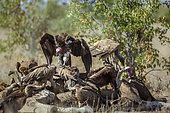 Lappet faced (Torgos tracheliotos) and white backed Vultures (Gyps africanus) on carcass in Kruger National park, South Africa