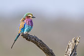 Lilac breasted roller isolated in natural background in Kruger National park, South Africa ; Specie Coracias caudatus family of Coraciidae