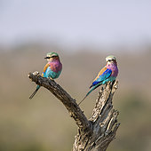 Couple of Lilac breasted roller (Coracias caudatus) standing on a log in Kruger National park, South Africa