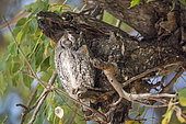 African Scops-Owl (Otus senegalensis) resting in a tree in Kruger National park, South Africa
