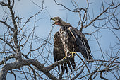 Tawny Eagle calling after bath in Kruger National park, South Africa ; Specie Aquila rapax family of Accipitridae