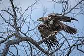 Tawny Eagle dryinig his feather after bath in Kruger National park, South Africa ; Specie Aquila rapax family of Accipitridae