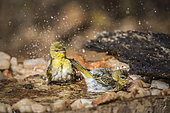 Village weaver (Ploceus cucullatus) bathing in water pond in Kruger National park, South Africa